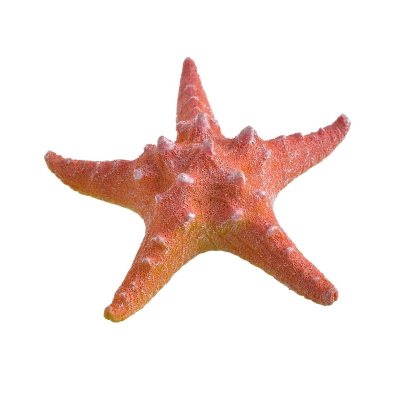 Morská hviezdica – červená 11 cm
