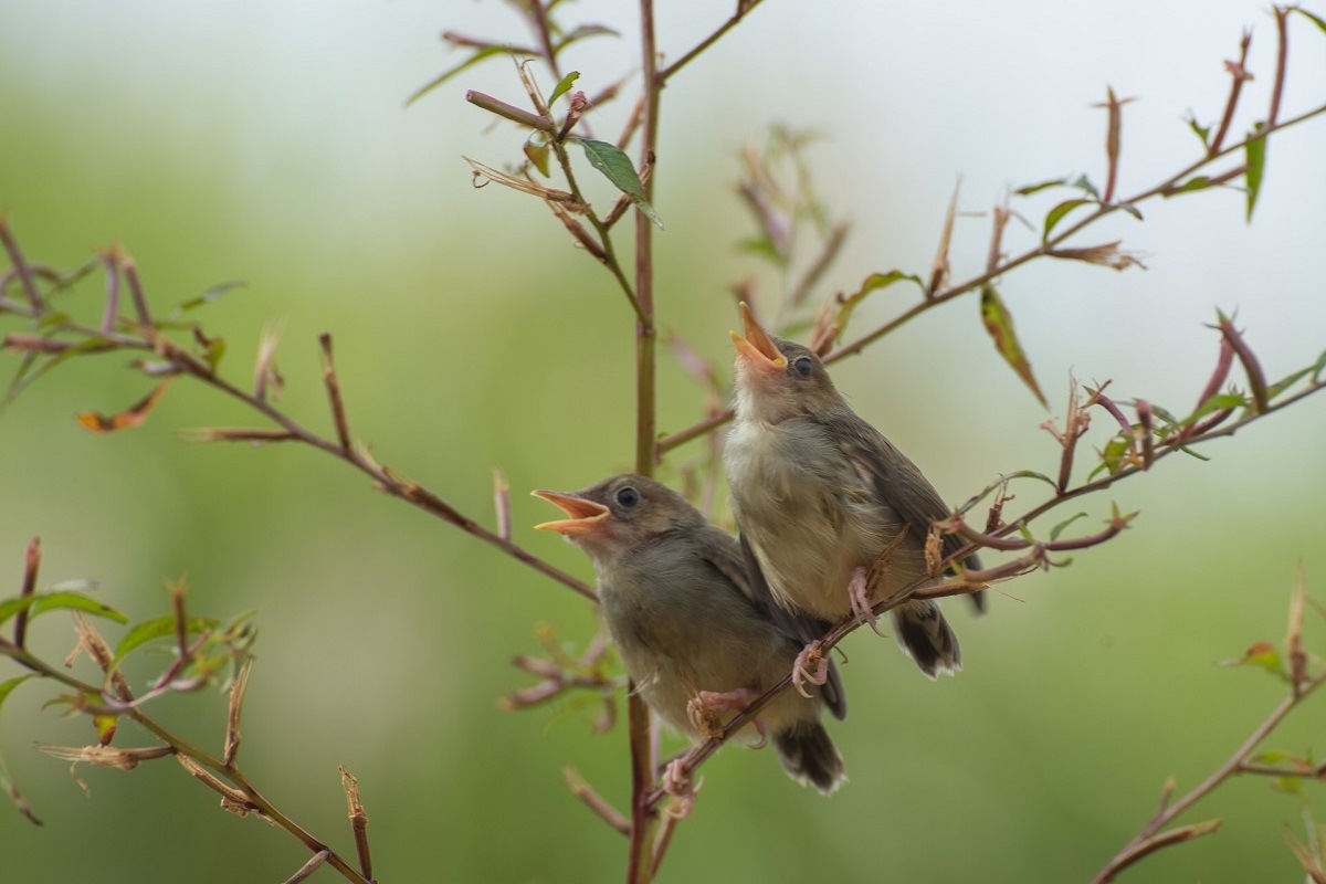 Mladé vtáčiky sa učia spievať počas jari.