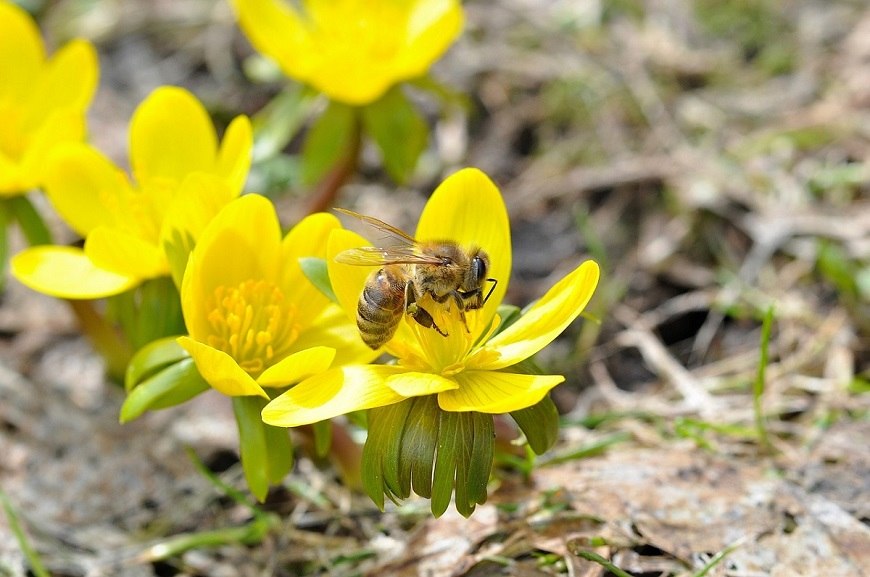 Včela opelujúca kvet je znamením toho, že jar je už tu