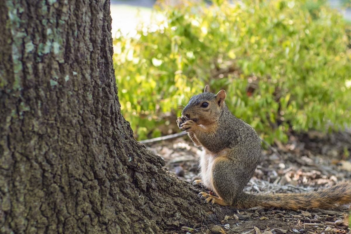 Veverička v lese zbiera zásoby na zimu
